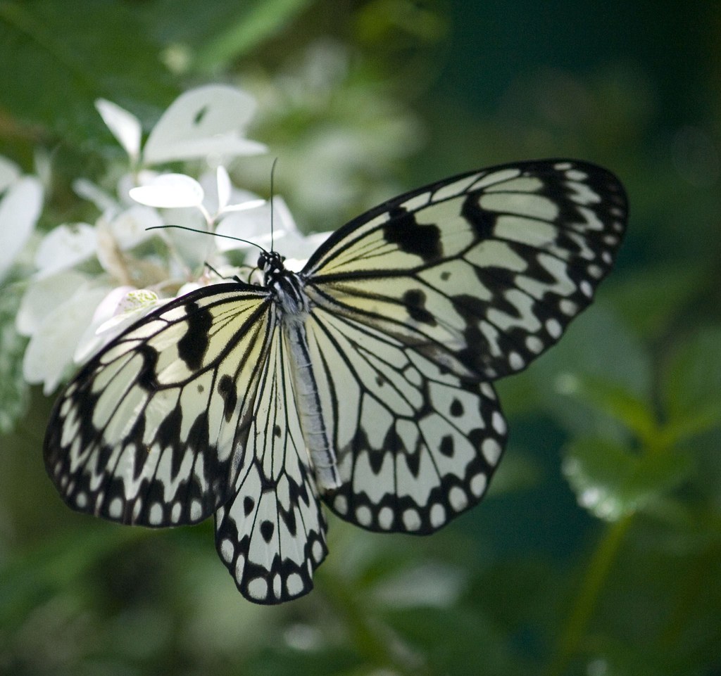 تفسير الحديقة الخضراء في المنام