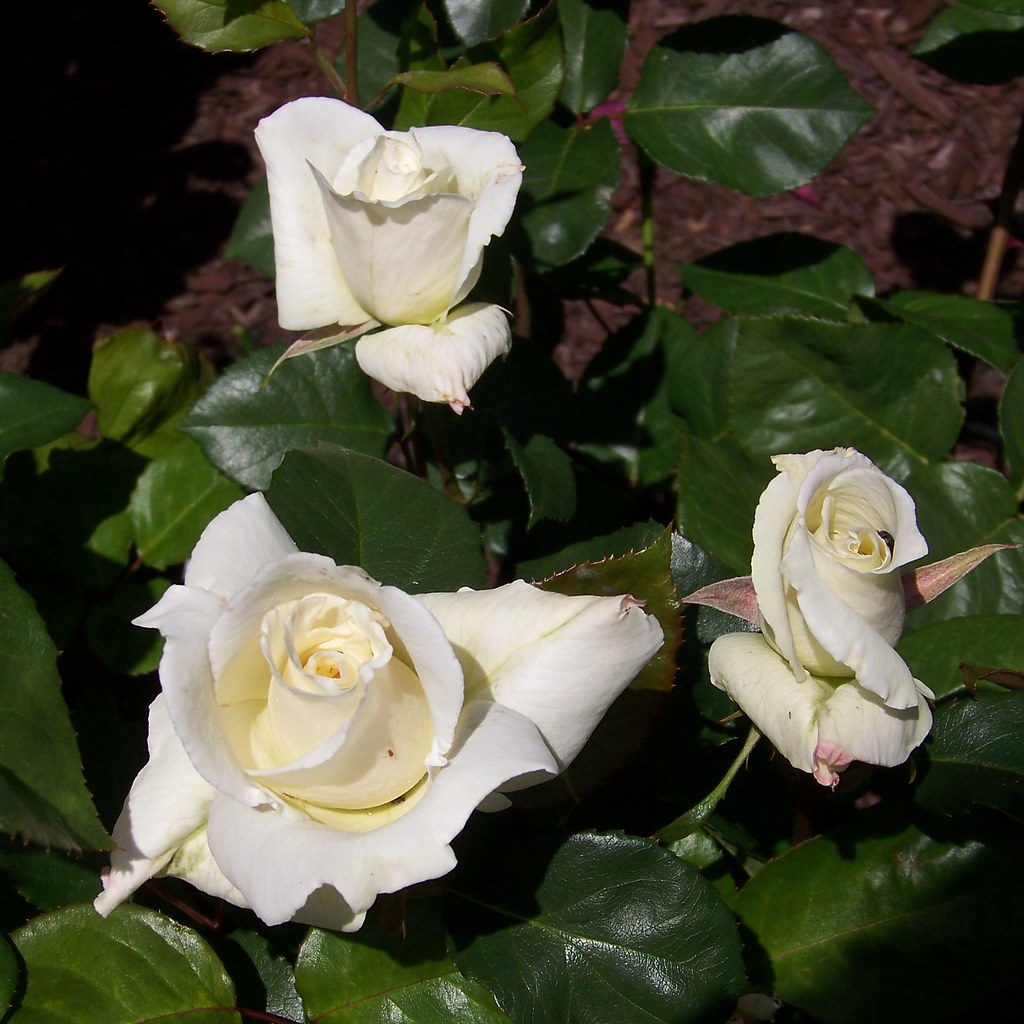 تفسير الورود البيضاء في المنام